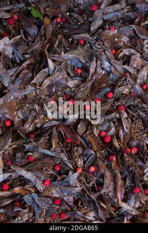 Bacche rosse e foglie caduti da un albero. Foto Stock