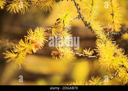 Ramo giallo di larice Foto Stock