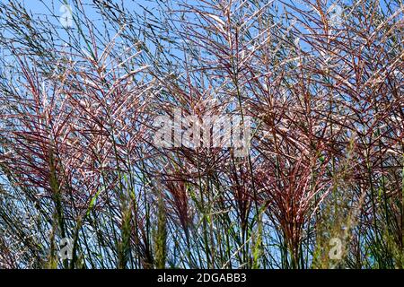 Erba di fiamma Miscanthus sinensis "Rotsilber" Foto Stock