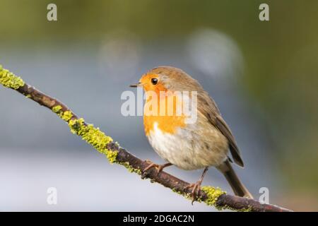 European Robin, arroccato su un ramo sopra un giardino britannico, dicembre 2020 Foto Stock