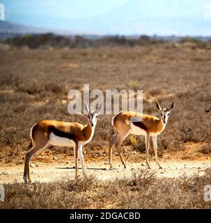 Impala selvaggia e la macchia invernale Foto Stock