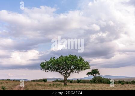 Animali selvatici al Parco della Riserva Nazionale Maasai Mara nella Contea di Narok, Kenya Foto Stock