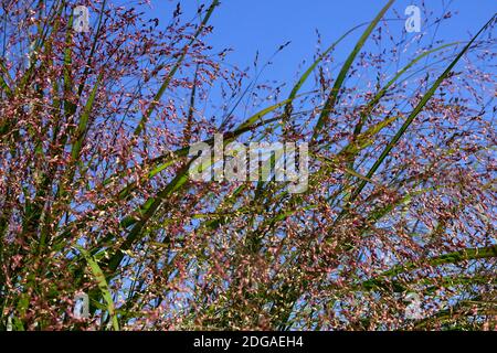 Interruttore erba Panicum virgatum 'Squaraw' Foto Stock