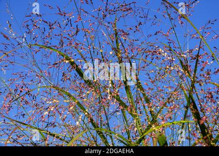 Interruttore erba Panicum virgatum 'Squaraw' cieli Foto Stock