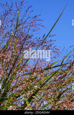 Interruttore erba Panicum virgatum 'Squaraw' Foto Stock