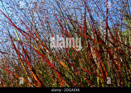 Switch Grass Panicum Shenandoah Switchgrass, erba moderna da giardino, Panicum virgatum Shenandoah Foto Stock