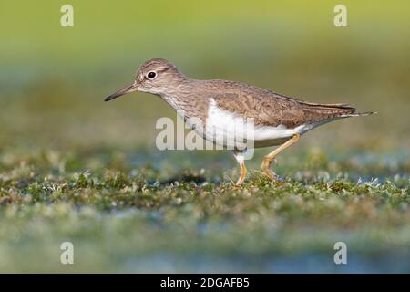 Stint di Temminck (Calidris temminckii), vista laterale di un adulto che cammina in una palude, Campania, Italia Foto Stock