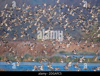 Bella geon eurasiatica che prende il volo su Norfolk Inghilterra Foto Stock