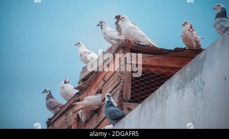 Uccelli Pigeon seduti sul tetto del loro nido Foto Stock