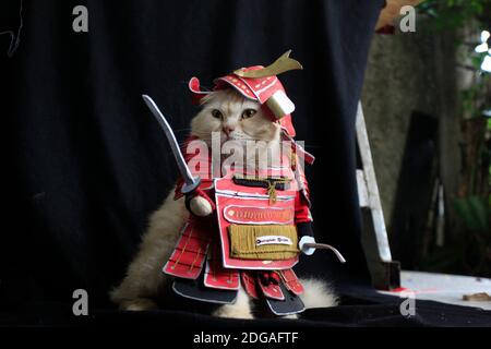 Bogor, Indonesia. 06 dicembre 2020. Un gatto che indossa un costume tradizionale samurai realizzato dal sarto di gatto Fredi Lugina (39) in un workshop a Bogor, Giava Occidentale, Indonesia, 6 dicembre 2020. (Adriana/INA Photo Agency/Sipa USA) Credit: Sipa USA/Alamy Live News Foto Stock