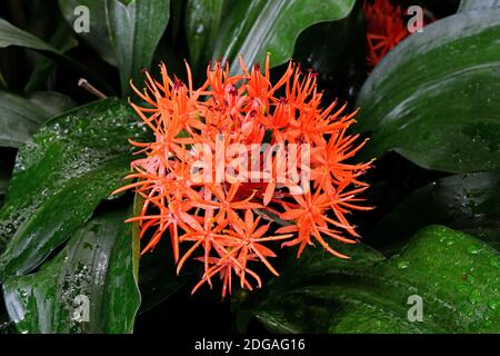 Roter (Scadoxus Scadoxus cinnabarinus) Vorkommen Afrika Foto Stock