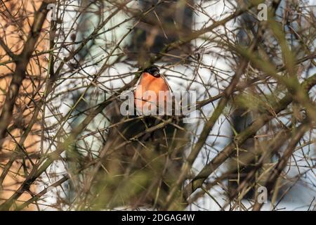 Il rollfinch eurasiatico, il rollfinch comune o il rollfinch iin i rami di un albero. Un piccolo uccello passerino nella famiglia del finch. Foto Stock