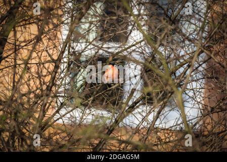 Il rollfinch eurasiatico, il rollfinch comune o il rollfinch iin i rami di un albero. Un piccolo uccello passerino nella famiglia del finch. Foto Stock