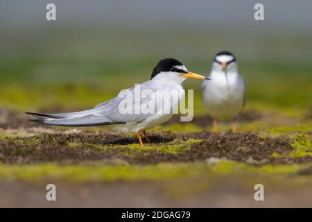 Piccolo Tern (Sternula albifrons), due adulti in piedi a terra, Campania, Italia Foto Stock