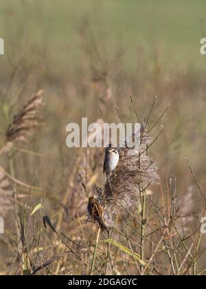 Un Bunting reed (Emberiza schoeniclus) nel suo piumaggio invernale aggrappato su una canna a St Aidan's, una riserva di RSPB a Leeds, West Yorkshire. Foto Stock