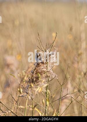 Un Bunting reed (Emberiza schoeniclus) nel suo piumaggio invernale aggrappato su una canna a St Aidan's, una riserva di RSPB a Leeds, West Yorkshire. Foto Stock