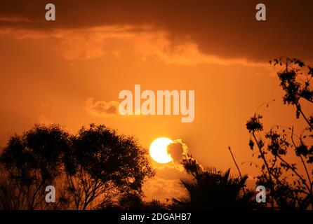 Incredibile e vibrante tramonto sulla silhouette di alberi tropicali Foto Stock