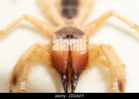 Solpugidi giganti egiziani (Galeodes Arabs), scorpione del vento o camel ragno macro shot frontt vista primo piano negli emirati arabi uniti nel mezzo eas Foto Stock