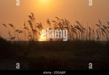 Tramonto sulla costa del Golfo della Florida attraverso Sea Oats. Foto Stock