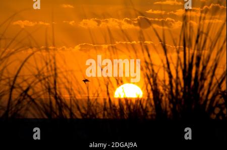 Tramonto sulla costa del Golfo della Florida attraverso Sea Oats. Foto Stock