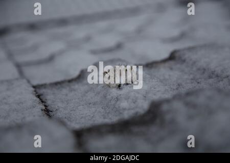 Scene gelide Foto Stock
