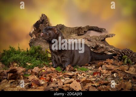Marrone mink europeo in una foresta d'autunno da cui si vede il lato Foto Stock