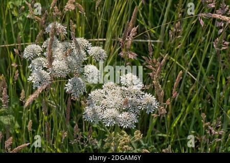 Hogweed (Heracleum sphondylium) fiorente tra l'erba della nebbia dello Yorkshire (Holcus lanatus), Berkshire, giugno, Foto Stock
