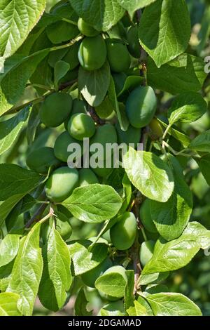 Mazzo di numerose, prolifiche, verdi, immature varietà di prugne Victoria sull'albero in estate, Berkshire, giugno Foto Stock