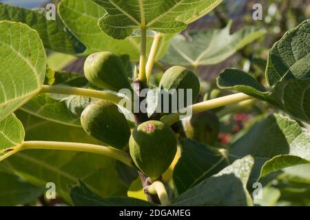 Foglie e frutti verdi che maturano su un comune fico (Ficus carica) 'tacchino marrone', Berkshire, settembre Foto Stock