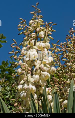 Punte di fiori di pugnale spagnolo variegato (Yucca gloriosa 'variegata') - fiori bianchi contro un cielo blu, Berkshire, settembre Foto Stock