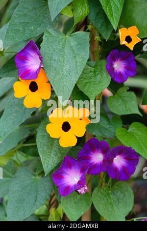 Thunbergia alata 'Orange Beauty'. Black Eyed Susan 'Orange Beauty' con fiori blu-viola di mattina Gloria 'Star of Yalta', Ipomea purea. Foto Stock