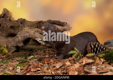 Marrone mink europeo in una foresta d'autunno da cui si vede il lato Foto Stock