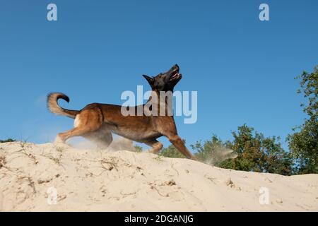 Pastore belga visto dal lato pronto a saltare o. cattura il suo giocattolo in dune di sabbia in una giornata di sole con cielo limpido Foto Stock