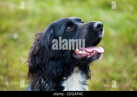 Cocker che lavora cane spaniel con capelli neri e petto bianco in campagna guardando in su con l'espressione di allarme sul suo viso. Foto Stock