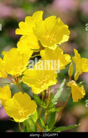 Primo piano di fiori gialli della sottospecie di Oenotera frutticosa glauca glauca. Primrose serali Foto Stock