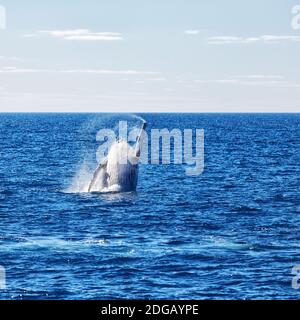 In australia una balena libera nell'oceano Foto Stock