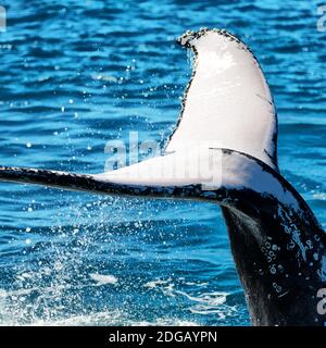 In australia una balena libera nell'oceano Foto Stock