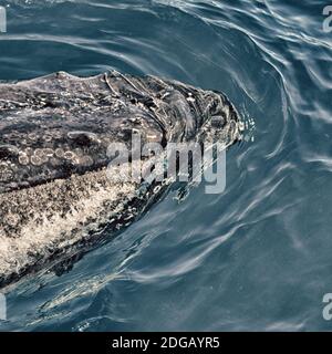 In australia una balena libera nell'oceano Foto Stock