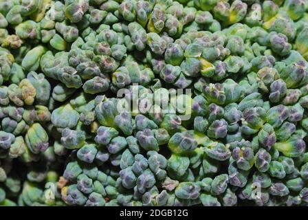 Brokoli verdure verdi fresche in grande vista dettaglio macro Foto Stock