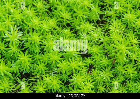 Sempreverdi goldmoss sedum per sfondo. Sedum acro, comunemente noto come goldmoss stonecrop, mossy stonecrop, goldmoss sedum, moring stonecrop e W. Foto Stock