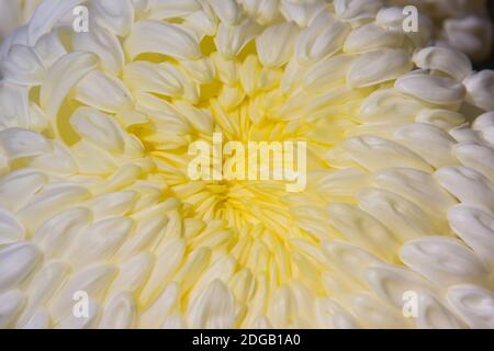 I bei fiori ibridi di Crisantemi, conosciuti anche come mums o crisanths, sono piante fiorenti del genere Chrysanthemum della famiglia Asteraceae. Th Foto Stock