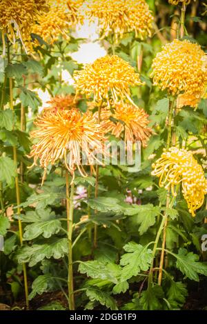 I bei fiori ibridi di Crisantemi, conosciuti anche come mums o crisanths, sono piante fiorenti del genere Chrysanthemum della famiglia Asteraceae. Th Foto Stock