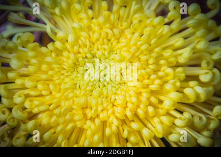 I bei fiori ibridi di Crisantemi, conosciuti anche come mums o crisanths, sono piante fiorenti del genere Chrysanthemum della famiglia Asteraceae. Th Foto Stock