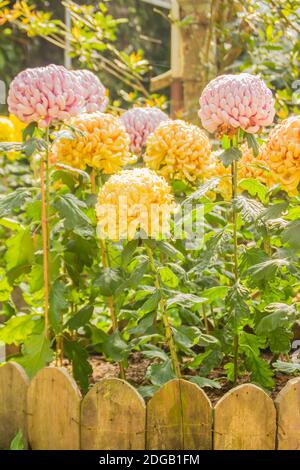 I bei fiori ibridi di Crisantemi, conosciuti anche come mums o crisanths, sono piante fiorenti del genere Chrysanthemum della famiglia Asteraceae. Th Foto Stock