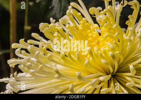 I bei fiori ibridi di Crisantemi, conosciuti anche come mums o crisanths, sono piante fiorenti del genere Chrysanthemum della famiglia Asteraceae. Th Foto Stock