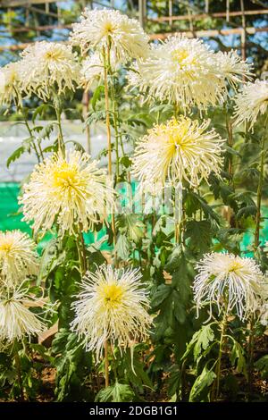 I bei fiori ibridi di Crisantemi, conosciuti anche come mums o crisanths, sono piante fiorenti del genere Chrysanthemum della famiglia Asteraceae. Th Foto Stock