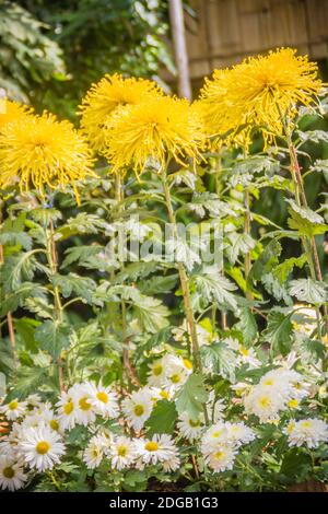 I bei fiori ibridi di Crisantemi, conosciuti anche come mums o crisanths, sono piante fiorenti del genere Chrysanthemum della famiglia Asteraceae. Th Foto Stock