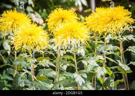 I bei fiori ibridi di Crisantemi, conosciuti anche come mums o crisanths, sono piante fiorenti del genere Chrysanthemum della famiglia Asteraceae. Th Foto Stock