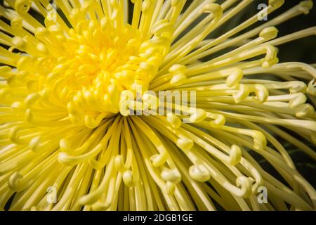 I bei fiori ibridi di Crisantemi, conosciuti anche come mums o crisanths, sono piante fiorenti del genere Chrysanthemum della famiglia Asteraceae. Th Foto Stock