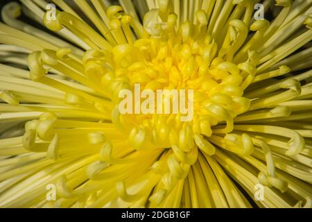 I bei fiori ibridi di Crisantemi, conosciuti anche come mums o crisanths, sono piante fiorenti del genere Chrysanthemum della famiglia Asteraceae. Th Foto Stock